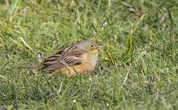 PELTOSIRKKU KOULUN PIHANURMELLA