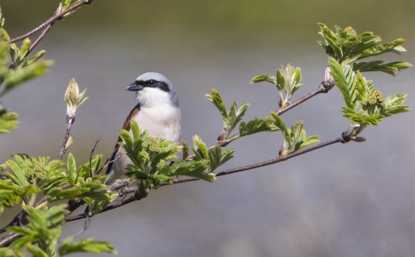 PIKKULEPINKÄISIÄ NÄKYY JO PÄIVITTÄIN