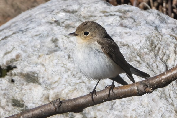 PIKKUSIEPPOJEN MUUTTOAIKA ON NYT