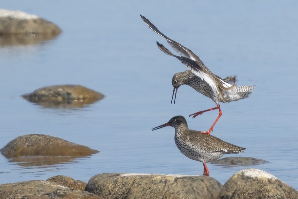 PUNAJALKAVIKLOJEN KEVÄISTÄ MENOA