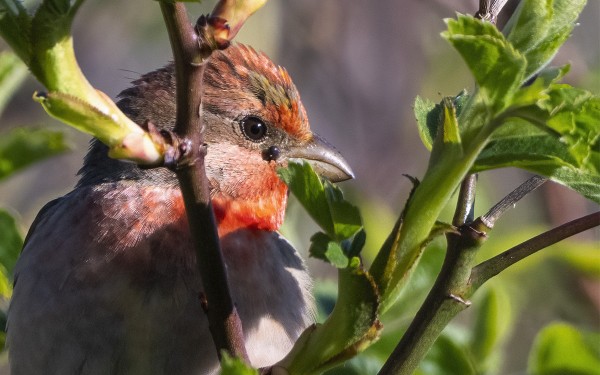 PUNAVARPUSIA ON VIELÄ YLLÄTTÄVÄN VÄHÄN