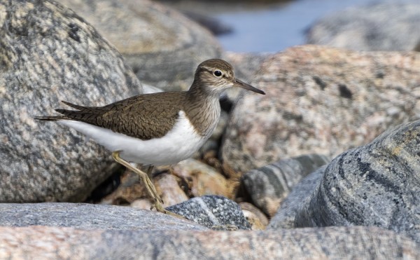 RANTASIPI ON UTÖSSÄ VÄHÄLUKUINEN MUUTTAJA