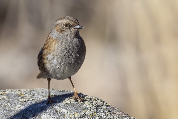 RAUTIAISTEN MUUTTO ALKAA JO OLLA OHI