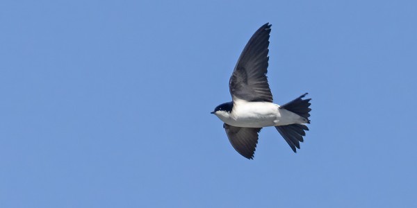 RÄYSTÄSPÄÄSKYT RAKENTAVAT PESIÄÄN VENEVAJOIHIN