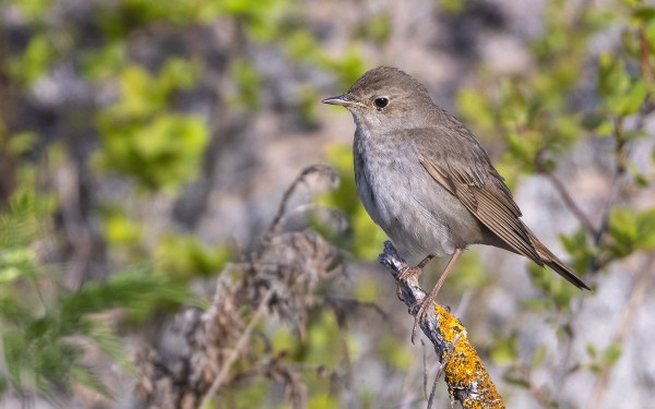 SATAKIELIÄ ON OLLUT VASTA MUUTAMA