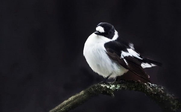 KEVÄÄN EKA SEPELSIEPPO LÖYTYI TÄNÄÄN