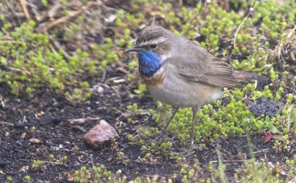 SINIRINTOJA ON VASTA OLLUT MUUTAMA, TÄMÄN KUVASIN IKKUNAN LÄPI MEIDÄN KASVIMAALTA