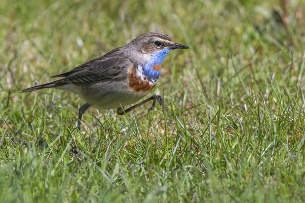SINIRINTOJEN MUUTTO JATKUU VIELÄ