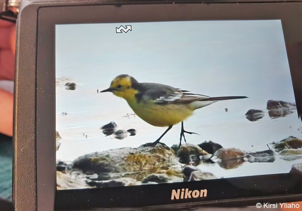 KIRSI YLIAHON HYVÄ KUVA PÄIVÄN SITRUUNAVÄSTÄRÄKISTÄ - KIITOS KUVAAJALLE!