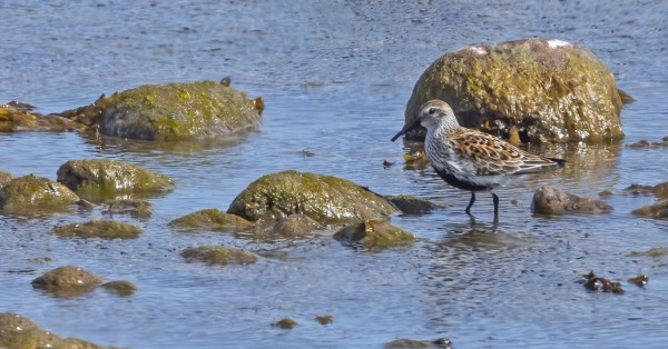 KEVÄÄN EKA SUOSIRRI
