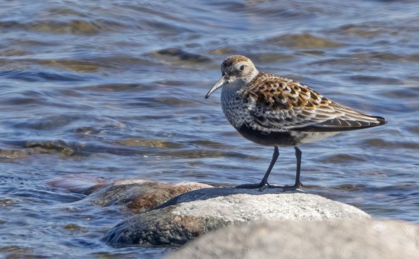SUOSIRRIMUUTTO ON KÄYNNISSÄ