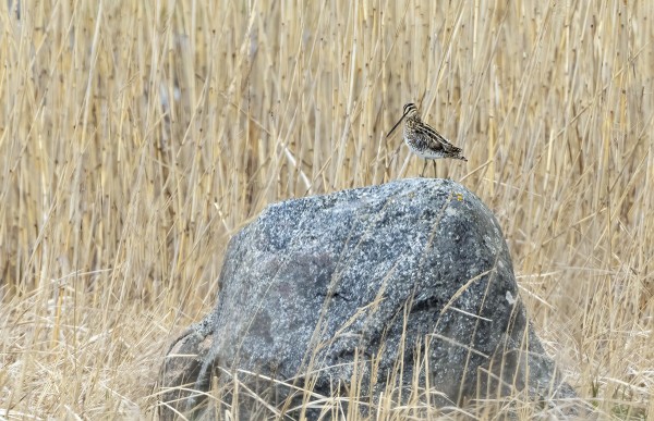 1-2 PARIA TAIVAANVUOHIA PESII ITÄNIITYLLÄ