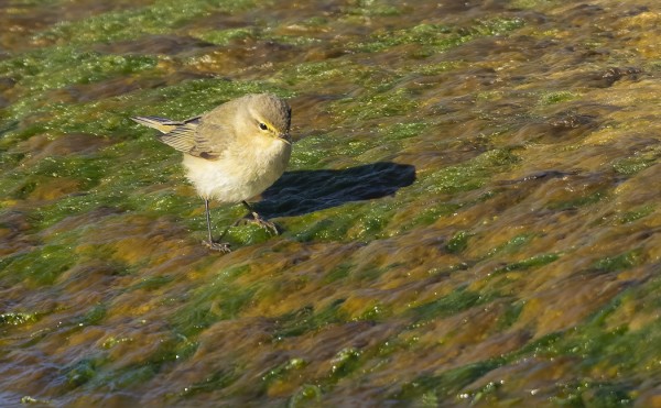 TILTALTIT RUOKAILEVAT USEIN RANNOILLA