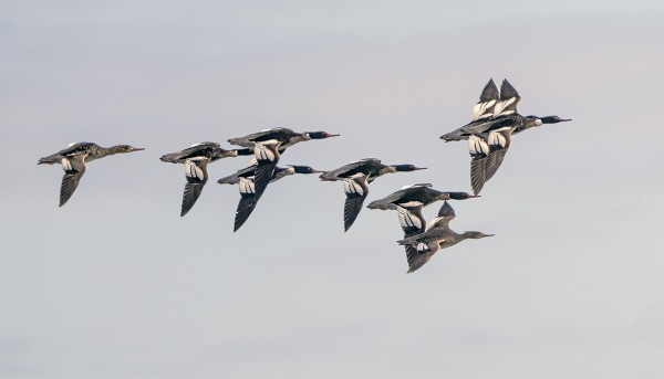 TUKKAKOSKELOITA NÄKEE USEITA PÄIVÄSSÄ