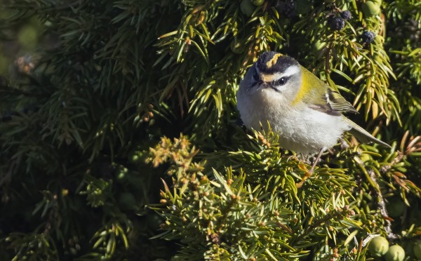 TULIPÄÄHIPPIÄINEN MEIDÄN PIHAKATAJASSA