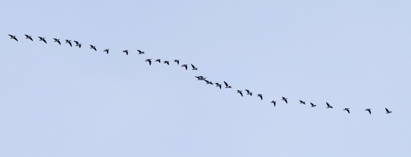 VALKOPOSKIHANHIEN PÄIVÄ