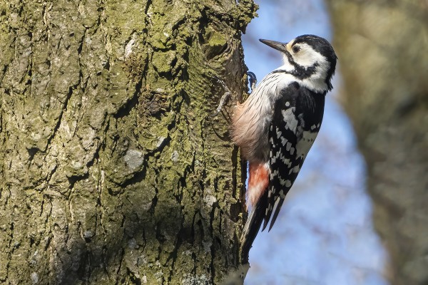 UTÖHÖN "EKSYNYT" VALKOSELKÄTIKKA