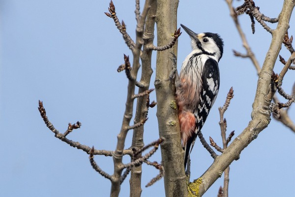 VALKOSELKÄTIKKA KÄVI TÄNÄÄN MM. DAGIKSEN TAKANA OLEVISSA HAAVOISSA