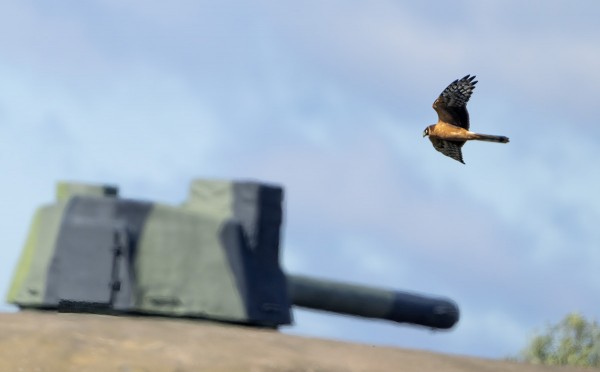 AROSUOHAUKKA KIERTELI KATTRUMPANIN REUNOJA