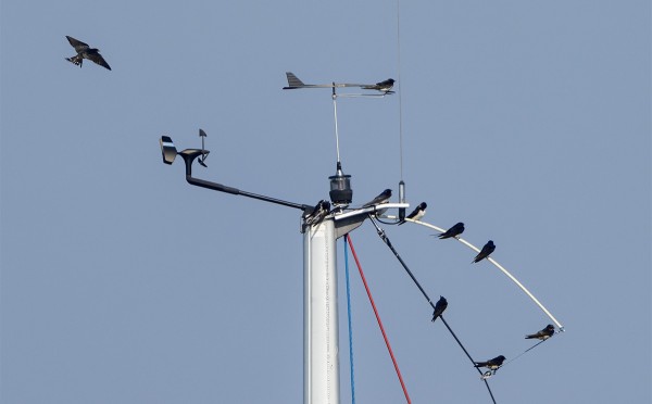 HAARAPÄÄSKYT PARVEILEVAT ENNEN MUUTTOMATKAA