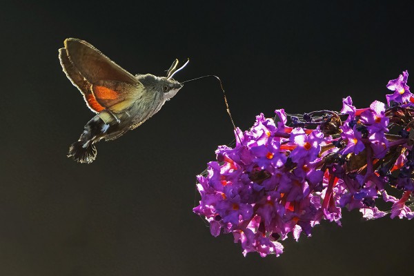 ISOPÄIVÄKIITÄJIÄ RIITTÄÄ!