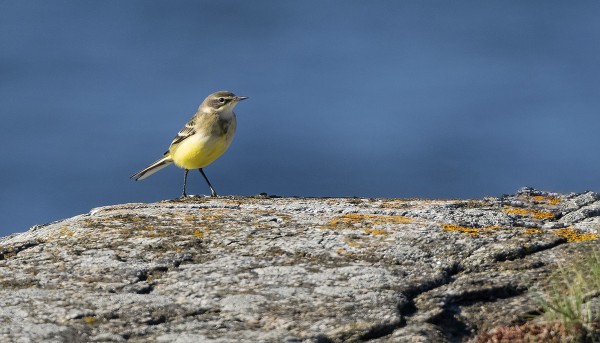 KELTAVÄSTÄRÄKKIEN MUUTTO ON HYVÄSSÄ VAUHDISSA