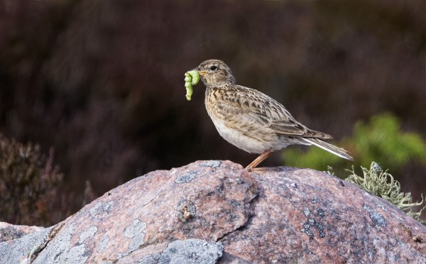 KIURUT RUOKKIVAT AHKERASTI POIKASIAAN
