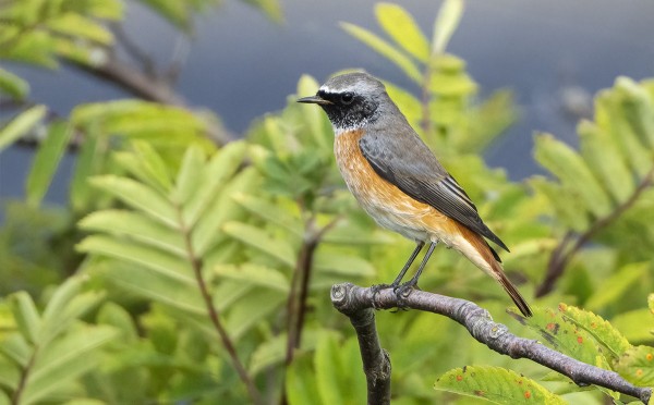 LEPPÄLINTUJA SAAPUI YÖLLÄ TOISTAKYMMENTÄ