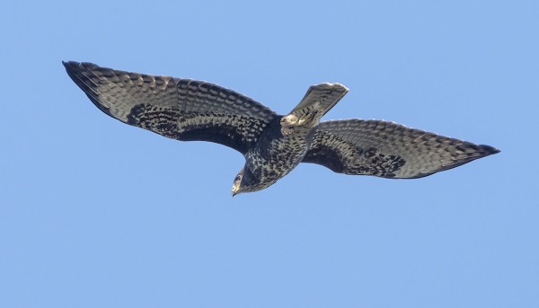 MEHILÄISHAUKKOJEN MUUTTOREITTI OSUU HARVOIN UTÖHÖN
