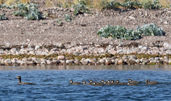 PILKKASIIPIPOIKUE BOKULLAÖRENIN RANNASSA (Kuva: Outi Sarjakoski)
