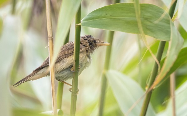 RYTIKERTTUNEN ON KOVIN SULKASATOINEN