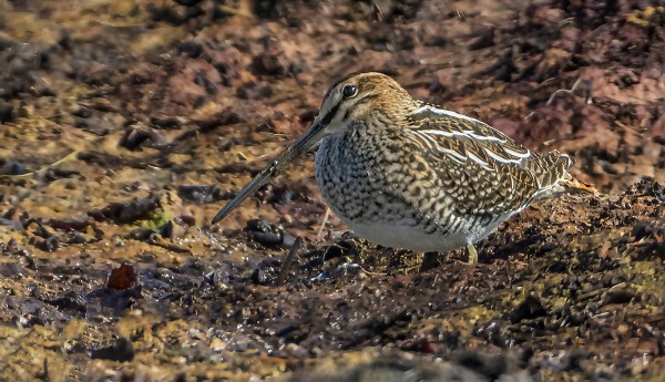 TAIVAANVUOHIEN MUUTTO ON ALKANUT