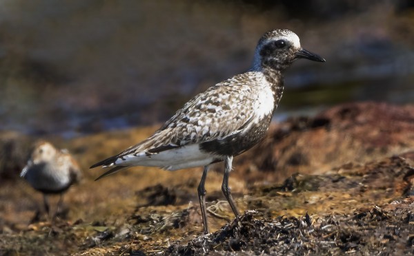 VANHA TUNDRAKURMITSA ITÄRANNALLA