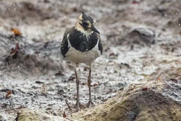 MÄRKÄ TÖYHTÖHYYPPÄ (kuva: Outi Sarjakoski)
