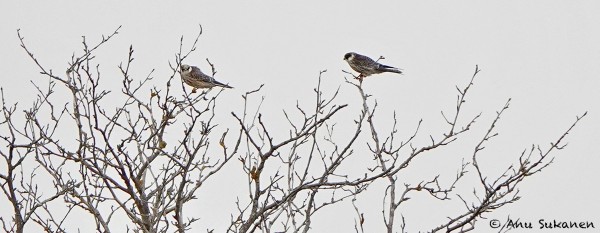 Kiitos Anulle vesparikuvasta!