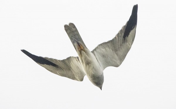 KOIRAS AROSUOHAUKKA PYYHÄLSI PIHAMME YLI