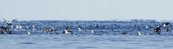 haahka_01_Korppoo_09_22