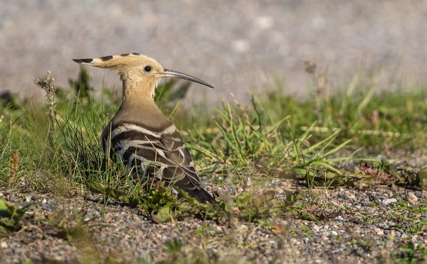 HARJALINTU KIINNOSTI KAIKKIA