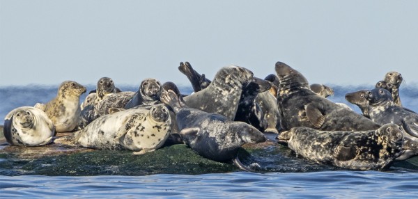 HAAHKOJA JA HARMAAHYLKEITÄ OLI AVOMERELLÄ RUNSAASTI