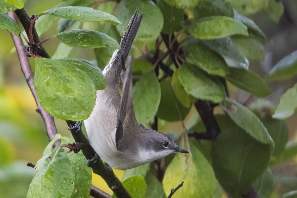 HERNEKERTTU TAITEILEE PENSAIKOSSA