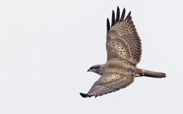 MUUTAMA HIIRIHAUKKA ON MUUTTANUT SAAREN YLI