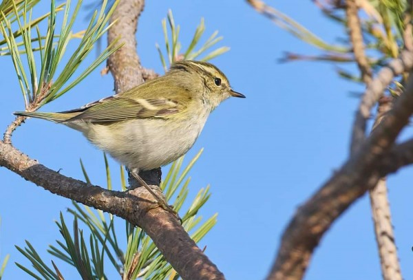 VARESVUON MARKUS SAI HYVÄ KUVAN ITÄNIITYN INOSTA - KIITOS MARKUKSELLE!