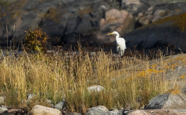 JALOHAIKARA ITÄRANNAN EDUSTAN SAARILLA