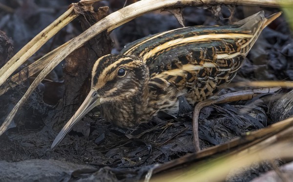 JÄNKÄKURPPA LYMYILI ITÄRANNALLA
