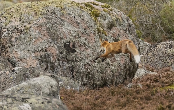 KETTU HYPPELI TAAS KOMPOSTORIN LÄHELLÄ (Kuva: Outi Sarjakoski)