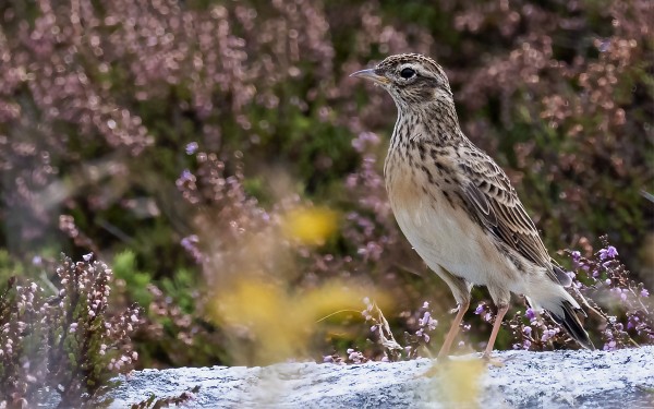 SAARESSA PESINEET KIURUT OVAT EDELLEEN PAIKALLA