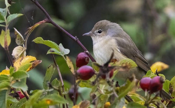 LEHTOKERTTUJEN MUUTTO JATKUU VIELÄ