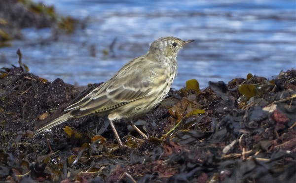 JOKUNEN LUOTOKIRVINEN OLESKELEE EDELLEEN SAAREN RANNOILLA