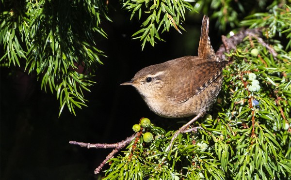 PEUKALOISTEN SYYSMUUTTO ON JO HYVÄSSÄ VAUHDISSA