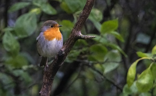 PUNARINTA ON TÄMÄN AJAN LINTU